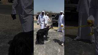 Goats in Saudi Arabia become very expensive during Eid al-Adha #shortsvideo