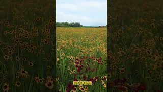 화명생태공원  #shortvideo