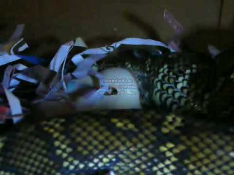 Morelia Spilota - Port Mac Carpet Python Laying Eggs
