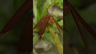 দুই রঙের দুটি ফড়িং দেখুনl