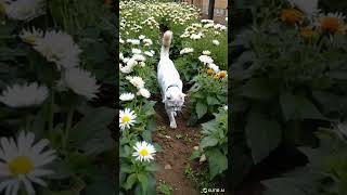 This cat just unlocked flower mode  #aigenerated #aifun #aicat