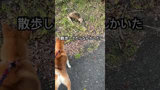 謎の動物と遭遇する柴犬#柴犬 #散歩