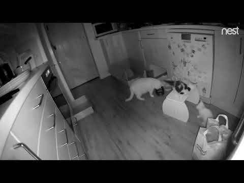 First Night of Cats - meadow and snowy