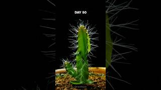 DRAGON FRUIT Cactus Timelapse - 200 days in 40 seconds!