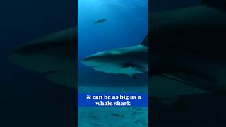 We couldn’t imagine an ocean without sharks 🦈  #sharkweek #sharks #healthyocean