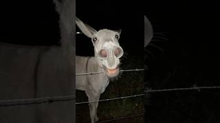 Our Donkey Gets So Sad When We Leave