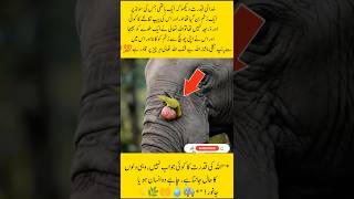 how good a elephant got relief by the grace of Allah 💯#shorts #facts #viral #birds #animals #khudrat