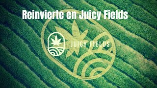💲 Como hacer una buena reinversión en Juicy Fields 🌱 💲 - - Gana dinero con Juicy Fields💲