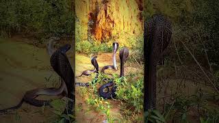 कोब्रा साप आति विषारी😱🐍😱 #snakes #snakerescue #cobra #snake #snakesofinstagram #snakelover