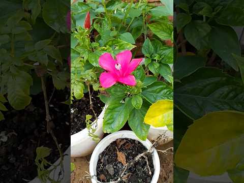 Hibiscus plant care tips #गुड़हल #hibiscusplantfertilizer #gardening