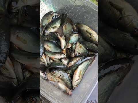 Ikan tank baja menyerang
