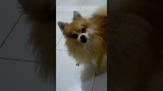 #anjing #pomeranian #fypyoutube #fyp #pendek #videopendek