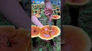 [4K] AMAZING PLANTS | DO YOU KNOW THIS‼️ #shorts #likee #likeevideo