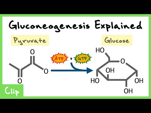 Gluconeogenesis & Regulation Explained (FBPase, Substrate Cycles) | Clip