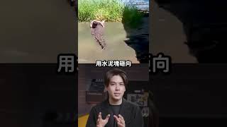 堅持動物園的鱷魚是雕像？男子翻牆自拍遭狠咬半小時😱｜志祺七七 Shorts #shasha