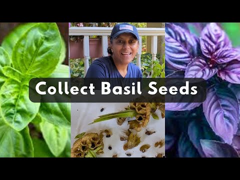 Collecting Basil Herb Seeds | Harvest Save