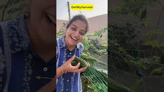 Khali Gadi 🚃 Wala Harvest | Bachpan kyun chala gaya? #harvesting