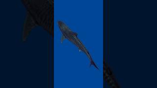 It’s Shark Week and I saw my first tiger shark. #sharkweek #ocean #deepblue #underwaterphotography