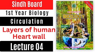 human heart || layers of heart wall || circulation || class 11 biology Sindh board new book