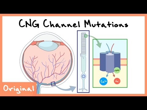 CNG Channel-Related Retinopathy Explained (Phototransduction in Retina) | Originals