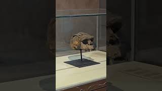 Череп Homo erectus #дробышевский Джакарта. май 2025