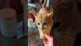 #cat #funny #happycats #catmemes #music #memes #trending #trendingshorts #new #reels