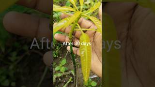 Mango Tree Grafting Success