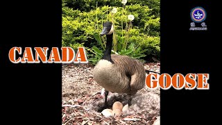 加拿大野雁和他們可愛的Baby| FUNNIEST Canada Geese and Their Cute Babies - MUST SEE [NEW HD]