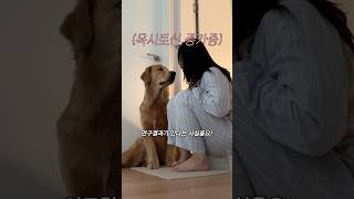 Even if the dog causes a lot of accidents..?