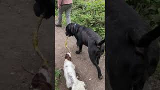 Springer spaniel pup Bixie v a giant in stick wars!!