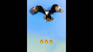 eagle motivational video #shorts