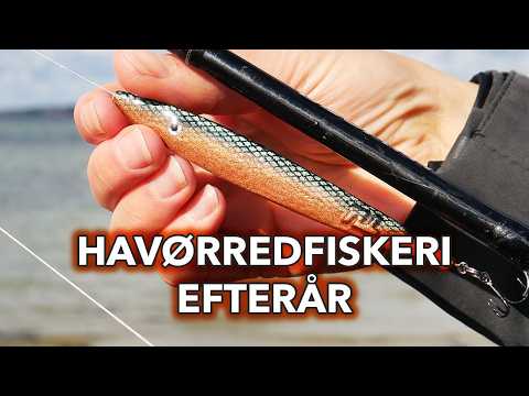 Havørred Blink Efterår! På jagt efter den store havørred!