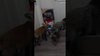 foxy poo crew