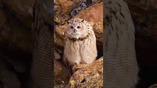 在荒郊野岭喜提猫头鹰一只万物皆有灵性 野生动物零距离