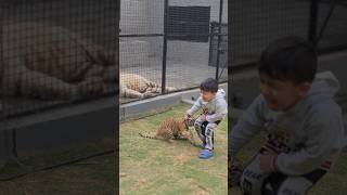 Tiger Cub Bites On Little Kids Leg | Nouman Hassan