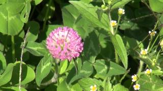 Red clover, ムラサキツメクサ
