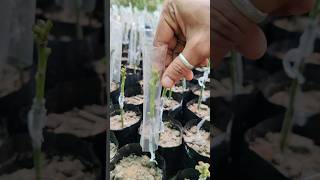 Mango Stone Grafting – Step-by-Step Guide #shorts