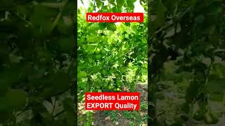 Seedless Lamon EXPORT Quality | Seedless Lamon exporter India | #Apeda #JebelAliPort #redfoxOverseas