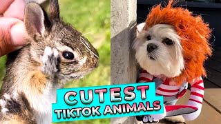 Moments animaliers adorables et hilarants : compilation mignonne et drôle || WooGlobe