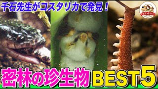[Country that Professor Sengoku wants to visit No. 1] Ranking of rare creatures living in the jun...