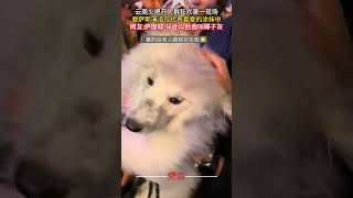 雲南火把節人群狂歡第一現場 摩薩耶淹沒在代表喜愛的塗抹中 #可愛 #意外 #狗狗 #有趣 #amazing #cute #dog #funny #shorts