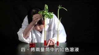 活動4 1植物體內水分的運輸 實驗步驟