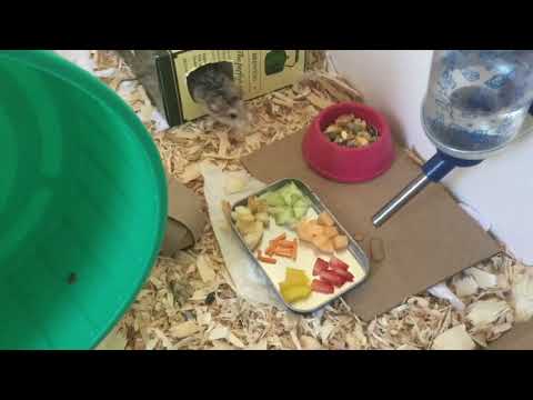 Peanut the hamster gets a present!