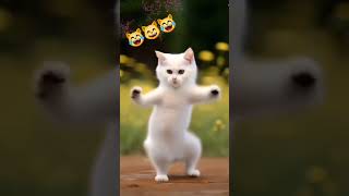 Funny Cat Dance💃 #shorts #catdance #funny #00
