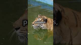 Lions vs. Tigers #wildlifebattle #bigcat