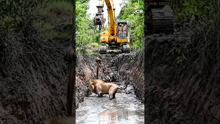 “Lion Trapped in Mud! Forest Team’s Brave Rescue with JCB 💔🦁”