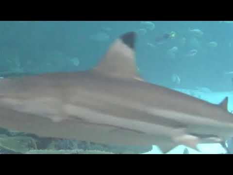 Political Science Lecture 9-27-17 Part 2-Under the Sea