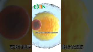 脂肪緩衝它們可以吸收和釋放脂肪酸，以維持我們的能量平衡#艾門享受健康計畫 #飲食計畫 #減肥 #瘦身 #健康  #蔬果漾 #優菌多 #亮妍肌漾