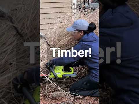 How To Prune Ornamental Grass QUICKLY || Budget Gardening