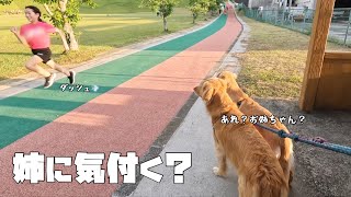 【大型犬のいる生活#45】部活中のお姉ちゃんに気づくか？ゴールデンレトリバーの１日